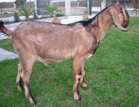 Anglonubian goats Greece