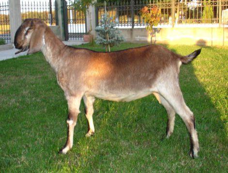 Anglonubian goats Greece